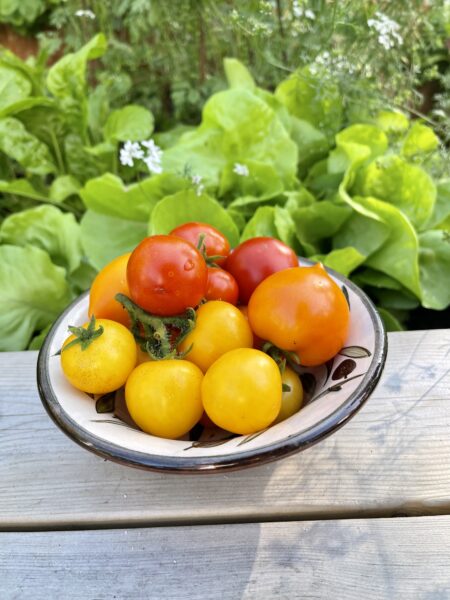 Foto av tomater