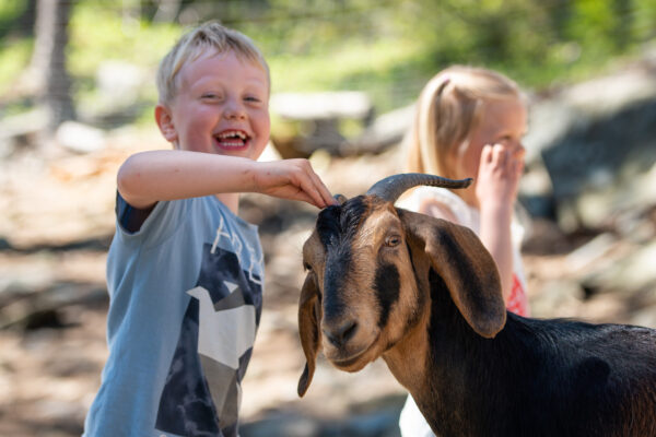 Foto av barn med geit hos Foldvik Familiepark.